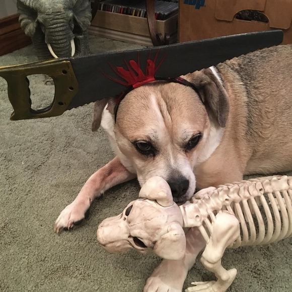 Meet your Posher, Vicky - Picture 1 of 1